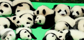 13 панди направиха своя дебют пред публика в Съчуан (ВИДЕО)