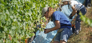 Над 5% от българите в 11 области търсят препитание в чужбина