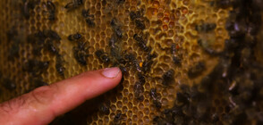 Пчелите в Хърватия се събудиха заради топлата зима