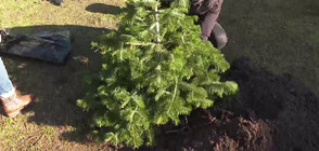 Доброволци засадиха елхи в двора на училище в Бургас (ВИДЕО)