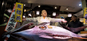 Риба тон бе продадена за над 250 000 евро на търг в Токио (ВИДЕО)