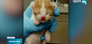 ВАУЧЕР СРЕЩУ КОТЕ: Авиокомпания осигурява безплатно пътуване на осиновители