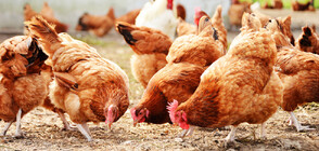 Без ферми за кокошки в Нова Зеландия