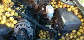 Катеричка скри 70 кг ядки под предния капак на кола (ВИДЕО)