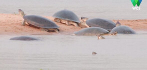 Стотици хиляди костенурки се излюпиха на плажове по Амазонка (ВИДЕО)