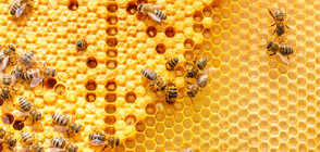 Заради внос от Украйна: 50% от българския мед остава нереализиран