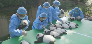 УМИЛИТЕЛНИ КАДРИ: 13 бебета панди с дебют пред публика (ВИДЕО)