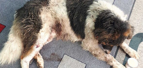Спасиха простреляно бездомно куче в Павел баня (СНИМКИ)