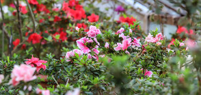 Ураганният вятър нанесе щети по Ботаническата градина в София