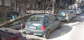 ЗАРАДИ СИЛНИЯ ВЯТЪР: Дърво падна върху автомобил в Стара Загора (СНИМКИ)