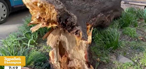Трябвало ли е да бъде премахнато дървото, паднало върху момичета в Пловдив