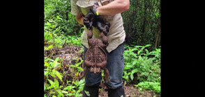 Гигантска тръстикова жаба шокира австралийските рейнджъри (ВИДЕО)