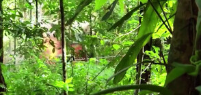 Откриха две нарколаборатории, дълбоко в боливийската джунгла (ВИДЕО)
