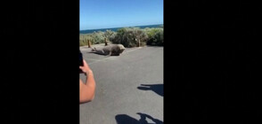 Огромен тюлен се разходи из австралийско градче (ВИДЕО)