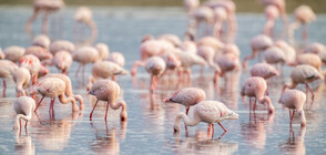 За първи път: Птици от вида розово фламинго започнаха да строят гнезда у нас