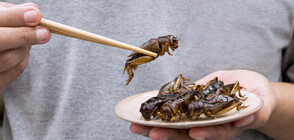 Полезно ли е да се ядат насекоми