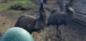 Австралийските щрауси в бургаския зоопарк - с уникални тюркоазени яйца (СНИМКИ)