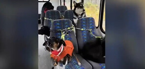 Автобус води на разходка кучета в Аляска