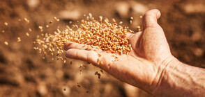 Родните зърнопроизводители – пред фалит?
