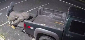 Полицията в САЩ издирва мъж, откраднал огромна статуя на горила (ВИДЕО)