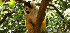 Откраднаха 12 маймуни от зоопарк в Луизиана (СНИМКИ)