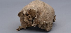Как откраднат по време на разкопки череп се появи мистериозно
