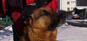Българските кучета спасители - за пореден път в акция извън страната (ВИДЕО)