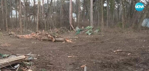 Незаконната сеч в Борисовата градина: Собственикът на къпалнята предложи да засади дървета
