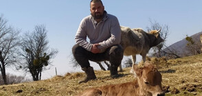 “Да хванеш гората”: От армията до стадото в Балкана