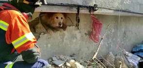 Спасиха куче изпод руините в Антакия (ВИДЕО)