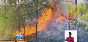 Горските пожари в Куба са унищожили над 4200 акра гори от началото на годината (ВИДЕО)