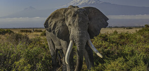 Храм в Индия замени слон с робот за ритуали