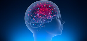 Американският регулатор отказа на „Neuralink“ да тества мозъчен чип върху хора