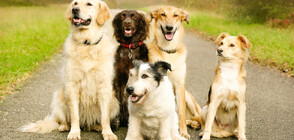 Най-верните породи кучета (ГАЛЕРИЯ)