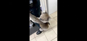 ЗАБАВНИ КАДРИ: Любопитна коала посети бензиностанция в Австралия (ВИДЕО)