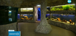 Музей в Пловдив ще е новият дом на редки риби и мекотели от Антарктида