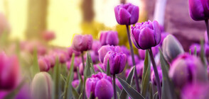 Какви цветя се подаряват на 8 март според това за кого са