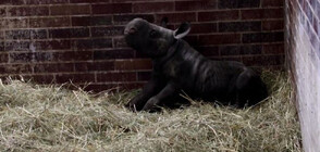 За трети път за година: В чешки зоопарк се роди бебе от застрашен вид (ВИДЕО)