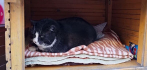 Полски град е туристически хит заради улична котка (ВИДЕО)