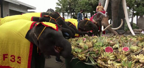 Тайланд отбеляза Националния ден на слона (ВИДЕО)