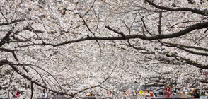 Популярните вишни "сакура" в Токио цъфнаха по-рано (СНИМКИ)