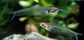 Защо малка прозрачна рибка блести с цветовете на дъгата (СНИМКИ+ВИДЕО)
