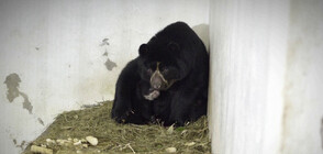 Очилато мече се роди в зоопарк в Колумбия (ВИДЕО)