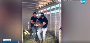 20 ГОДИНИ ПО-КЪСНО: Откриха откраднат алигатор и го върнаха в зоопарка