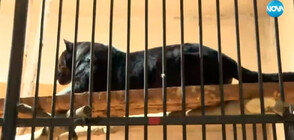 Черни ягуари вече са сред питомците на зоопарка в София