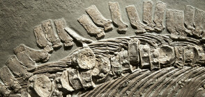 Най-старите фосили на морски влечуги бяха открити в Арктика (СНИМКА)