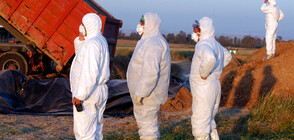 Умъртвиха над 40 000 домашни птици в Чили заради епидемия от птичи грип (ВИДЕО)