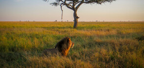 Лъв, известен като Краля на Серенгети, беше убит от съперници