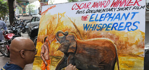 Вижте слончето Рагу, спечелило "Оскар" (ВИДЕО)