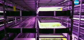 ЕКСПЕРИМЕНТ: Вертикална ферма в Дания прави опити с билки